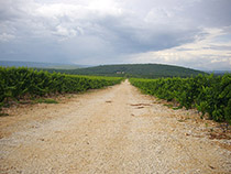 Bosnia i Herzegovina /Wineries1